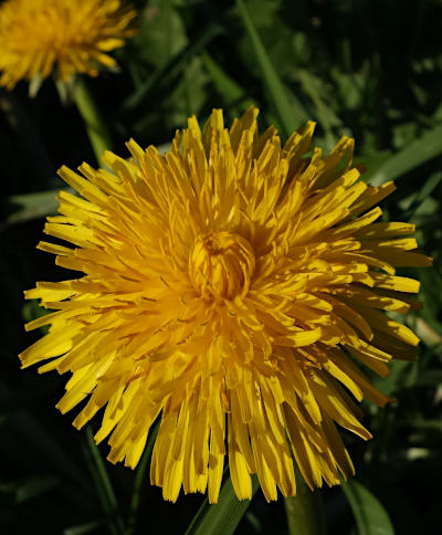 taraxacum officinale