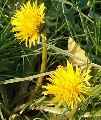 taraxacum officinale