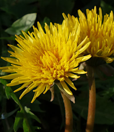 taraxacum officinale