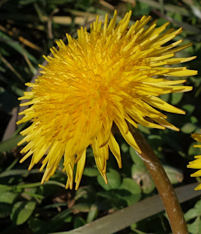 taraxacum officinale