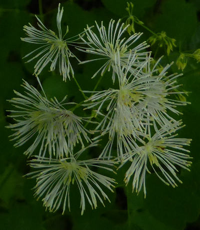 thalictrum aquilegifolium