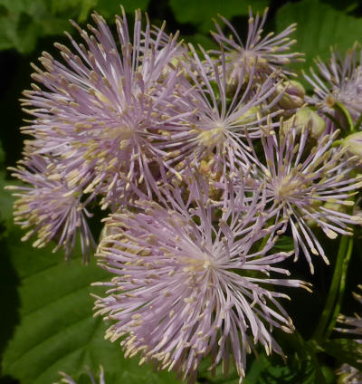 thalictrum aquilegifolium