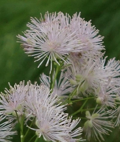 thalictrum aquilegifolium