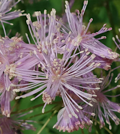 thalictrum aquilegifolium