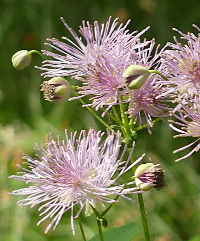 thalictrum aquilegifolium