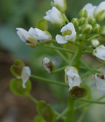 thlaspi arvense