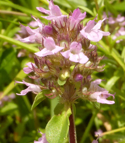 thymus pulegioides