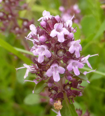 thymus pulegioides