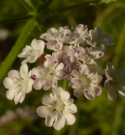 torilis japonica