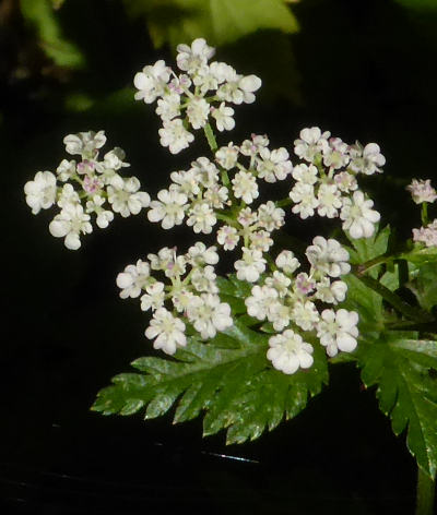 torilis japonica