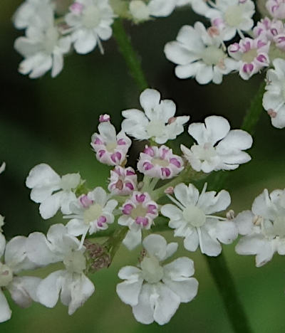 torilis japonica