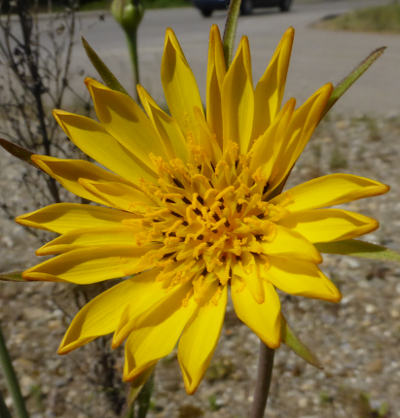 tragopogon pratensis