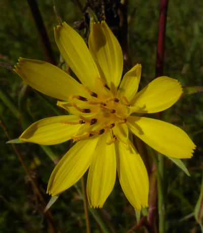 tragopogon pratensis