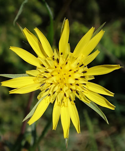 tragopogon pratensis