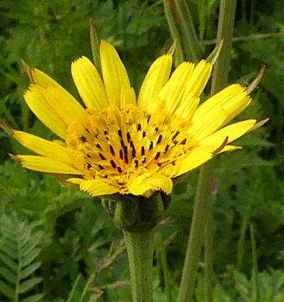 tragopogon pratensis