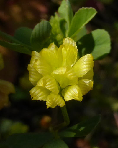 trifolium campestre