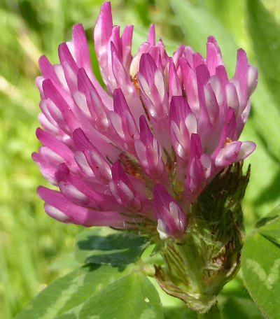 trifolium pratense