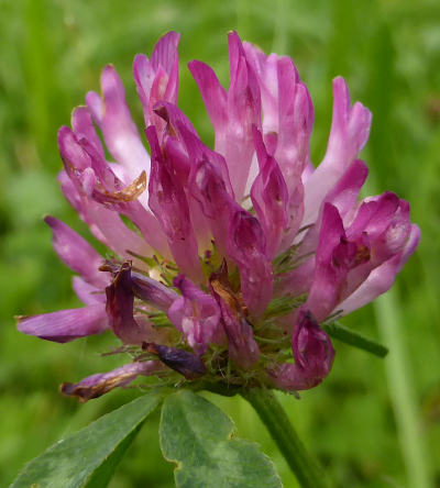 trifolium pratense