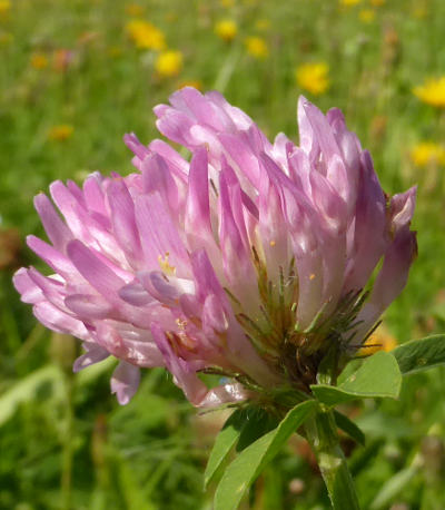 trifolium pratense