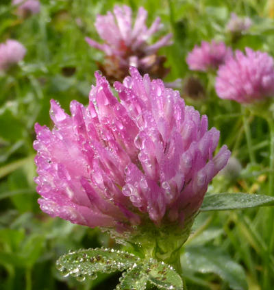 trifolium pratense