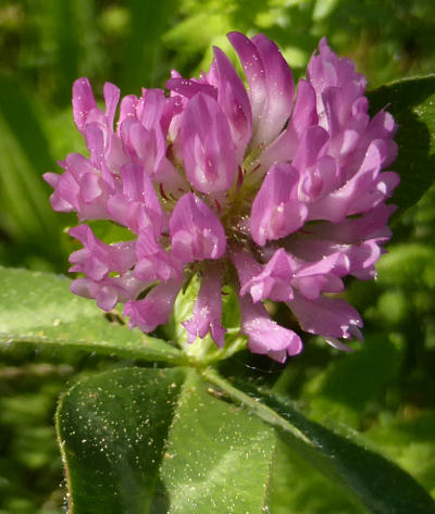 trifolium pratense