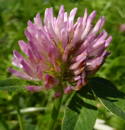 trifolium pratense