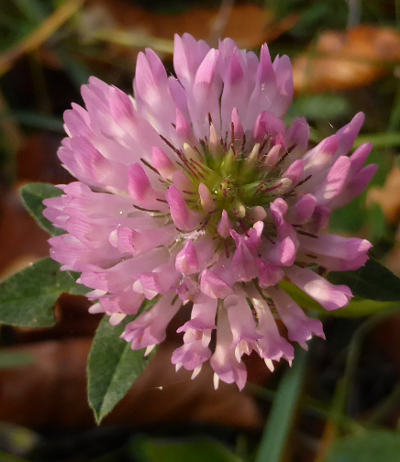 trifolium pratense