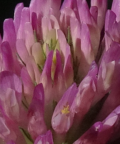 trifolium pratense