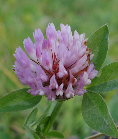 trifolium pratense