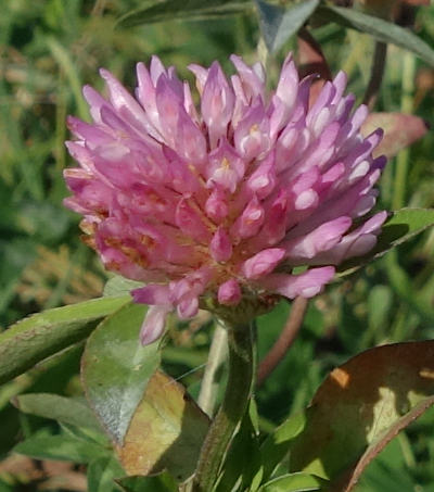 trifolium pratense