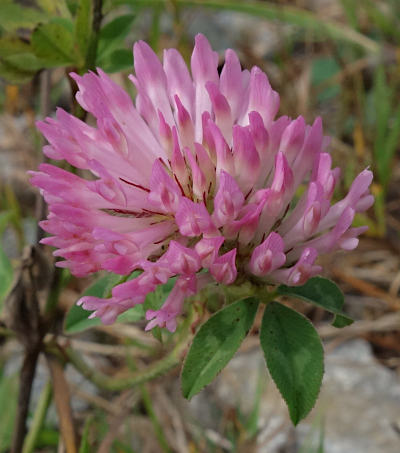 trifolium pratense