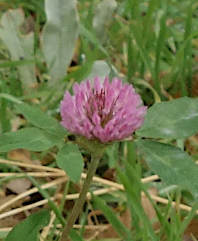 trifolium pratense