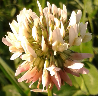 trifolium repens