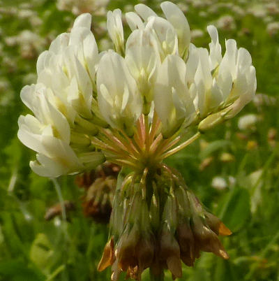 trifolium repens