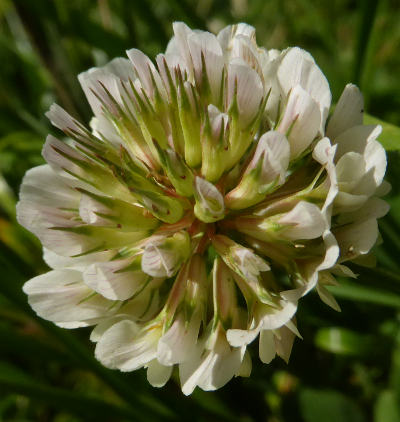 trifolium repens