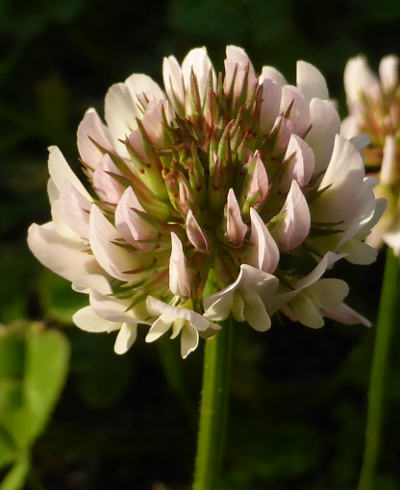 trifolium repens