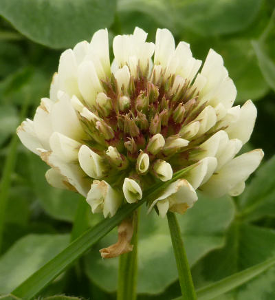 trifolium repens