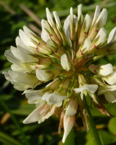 trifolium repens