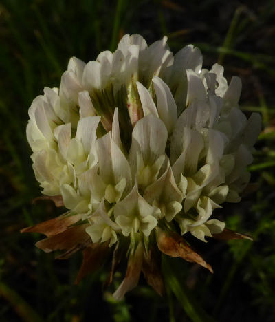 trifolium repens