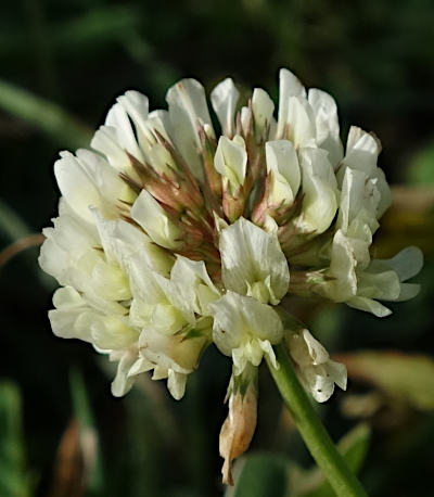 trifolium repens