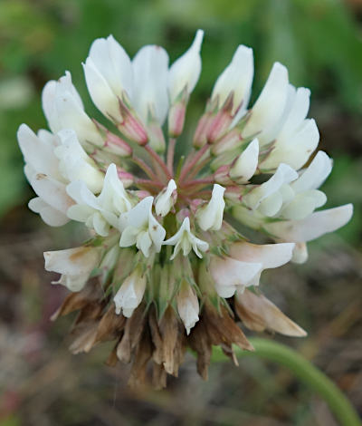 trifolium repens