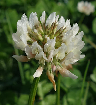 trifolium repens