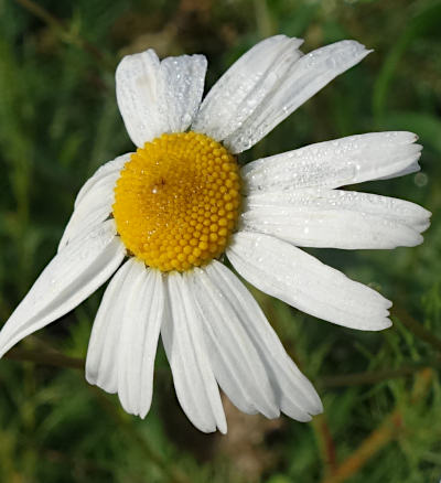 tripleurospermum inodorum