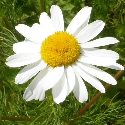 tripleurospermum perforatum