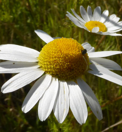 tripleurospermum perforatum