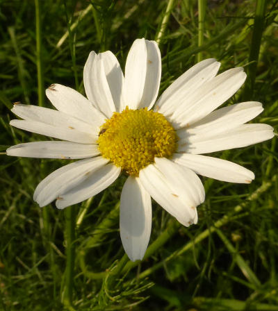 tripleurospermum perforatum