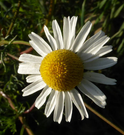 tripleurospermum perforatum