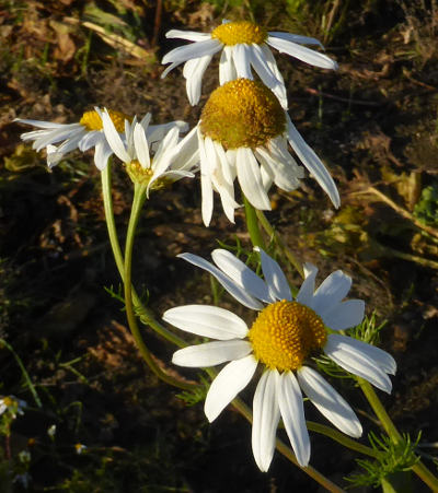 tripleurospermum perforatum