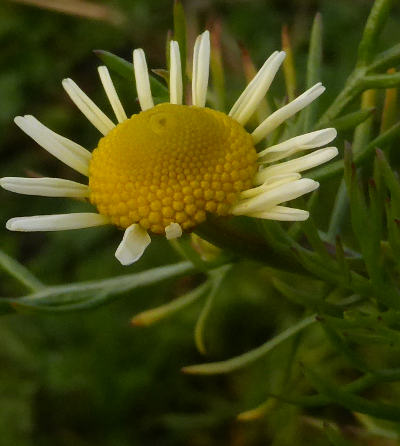 tripleurospermum perforatum