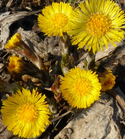 tussilago farfara